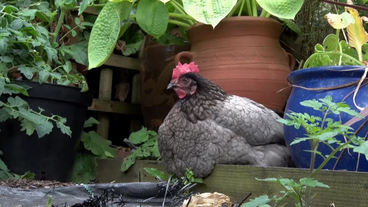 una gallina de campana azul posada entre las plantas del jardín en el jardín trasero