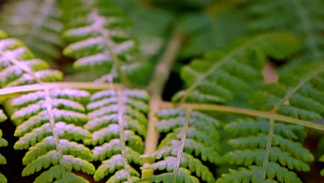 shot through beautiful ferns leaves slow motion