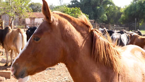 農場の厩舎に閉じ込められた馬のクローズアップ