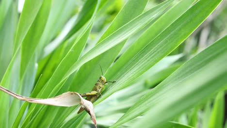 primer plano de un saltamontes en el verde vibrante de phuket