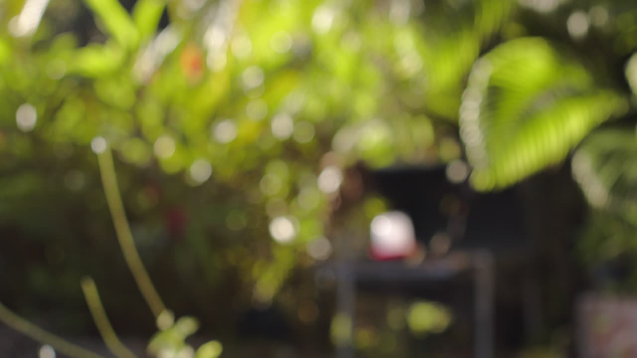 selva tropical en un día soleado en guadeloupe, vista fuera de foco