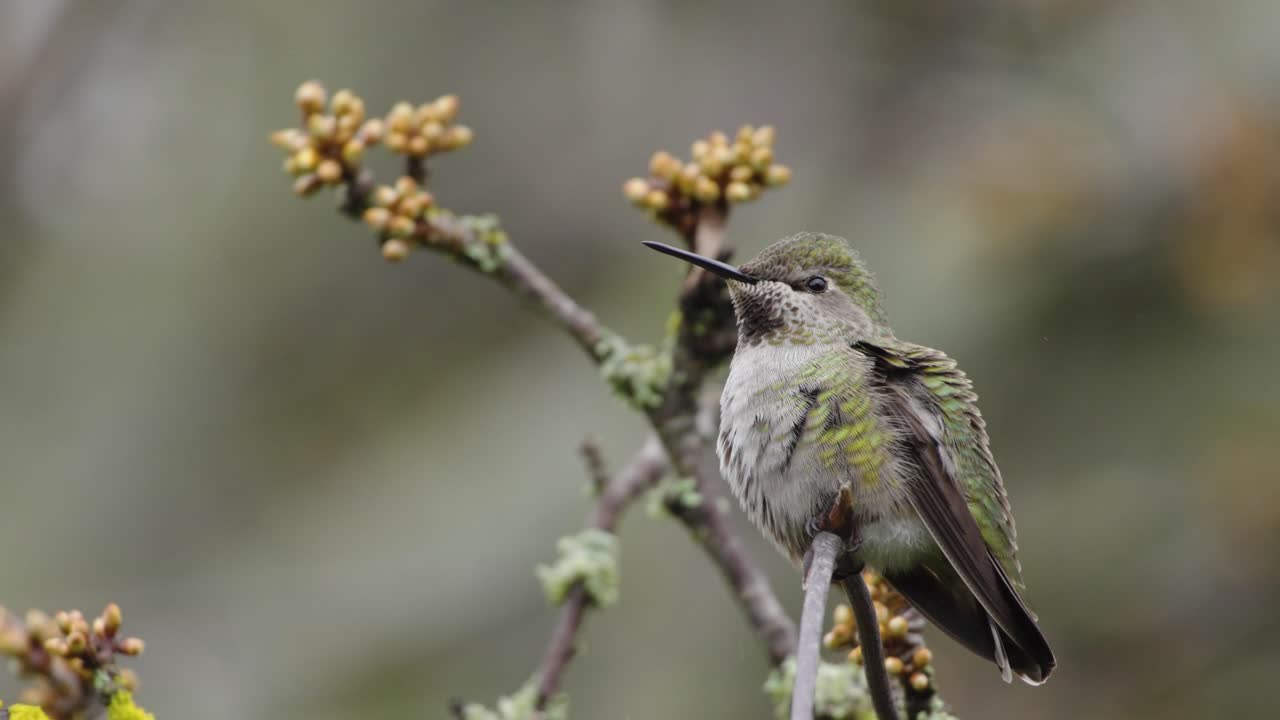 An Anna's hummingbird looks around as it perches on a branch.