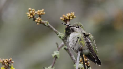an anna's hummingbird looks around as it perches on a branch.