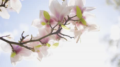 beautiful magnolia blossoms
