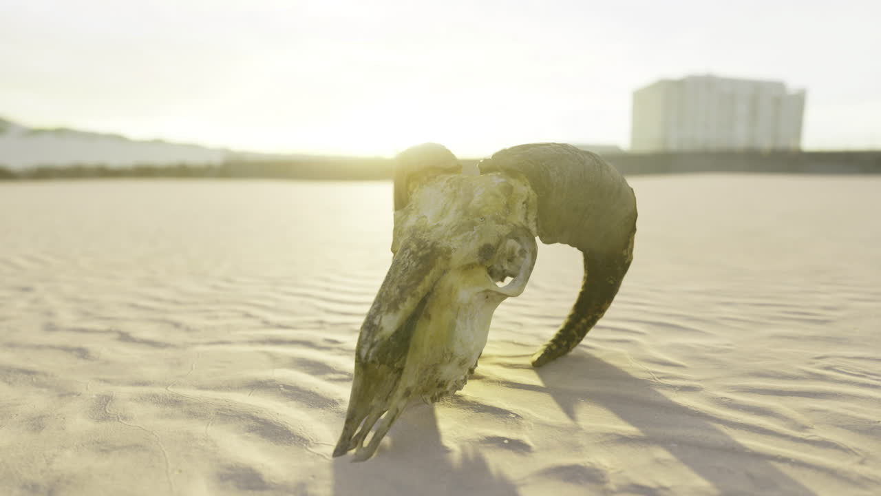 Ram skull rests upon sunlit sands at dawn revealing natural beauty