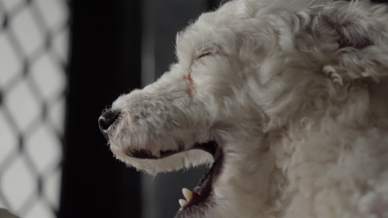 Cute white toy poodle dog looks out of window and yawns, side close-up