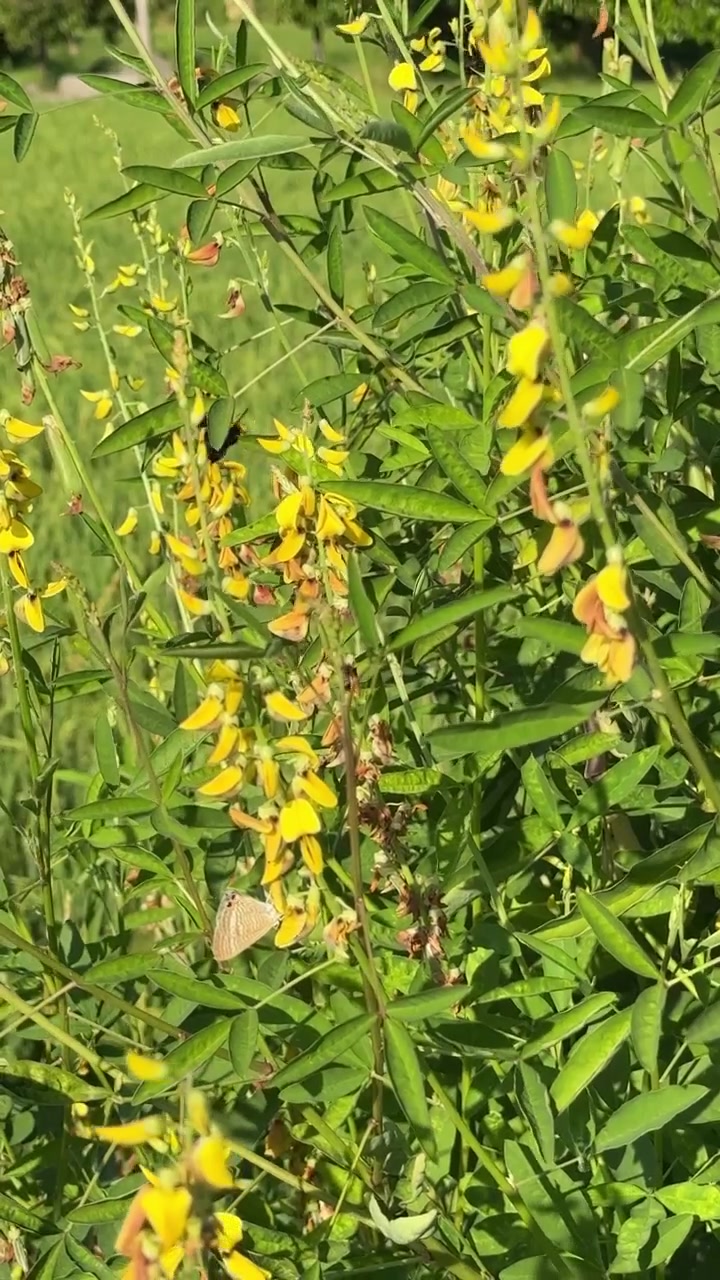 Bombo che impollina fiori gialli in un giardino soleggiato.
