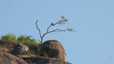 Visto-En-La-Parte-Superior-De-La-Rama-Y-Luego-Salta-A-Otra-Y-A-La-Roca-Y-Se-Aleja-Mientras-Un-Pájaro-Pasa-Volando,-Macaco-Cangrejero-Macaca-Fascicularis,-Tailandia