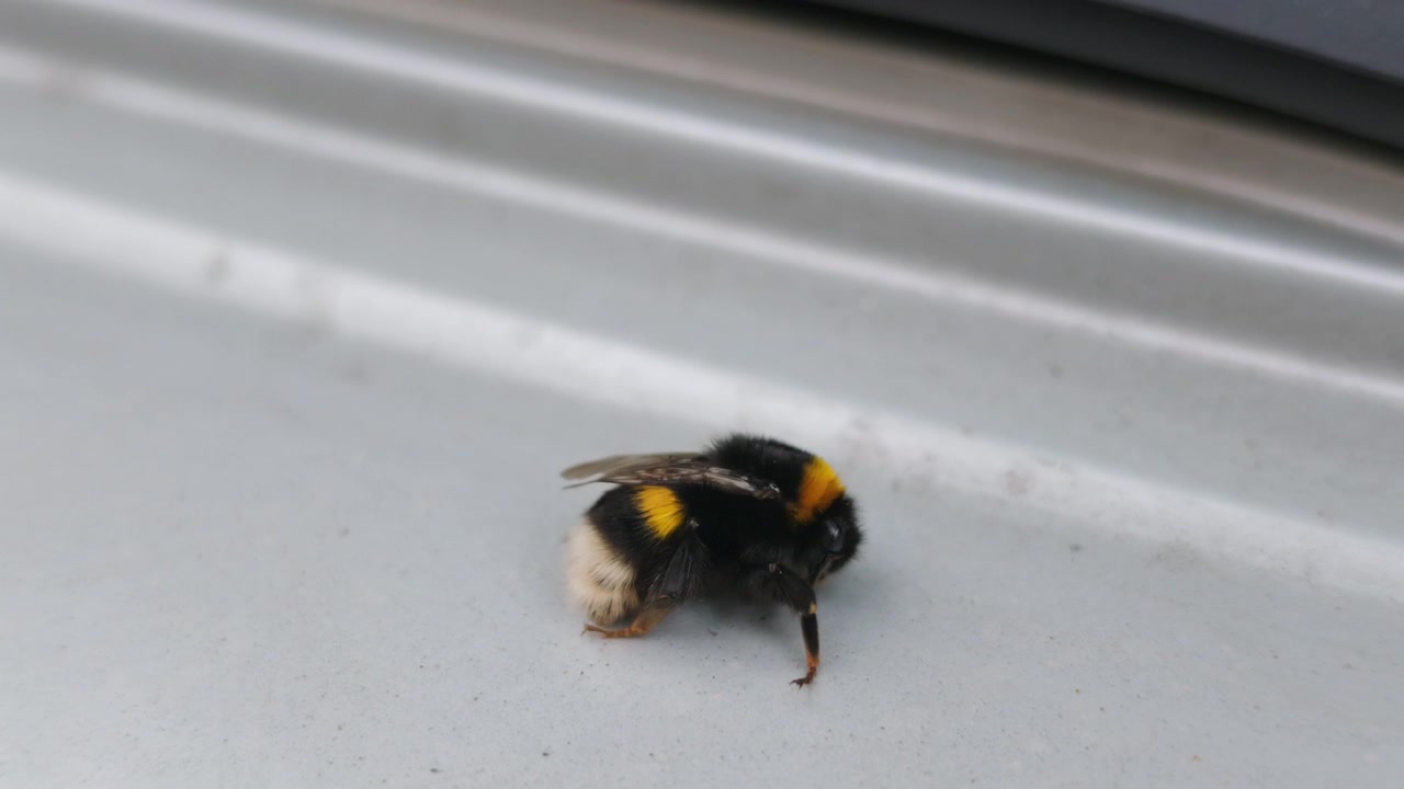 Extreme close-up of a bumblebee resting on a white metal surface