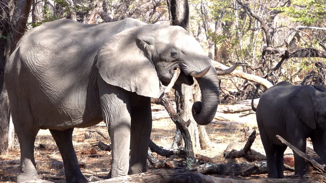 elefante africano alimentándose en el bosque