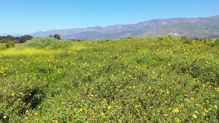 Beautiful Very Low Moving Shot Through Fields Of Yellow Wildflowers 4