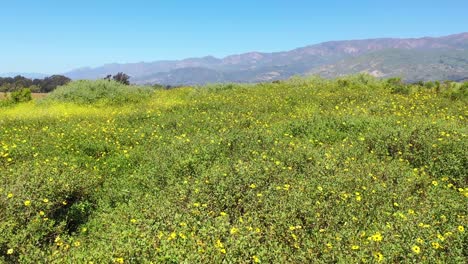 Hermoso-Tiro-En-Movimiento-Muy-Bajo-A-Través-De-Campos-De-Flores-Silvestres-Amarillas-4