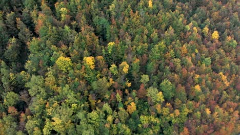 Conduciendo-A-Través-De-Increíbles-Colores-De-Otoño-Durante-La-Temporada-De-Otoño-En-El-Parque-Nacional-Durmitor-Montenegro