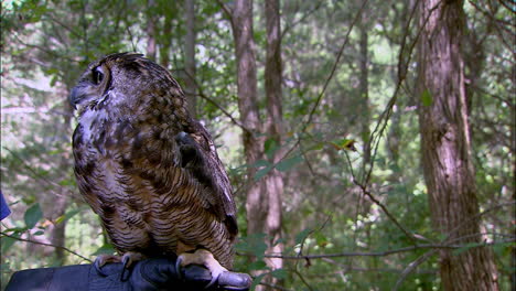 great horned owl sitting on arm