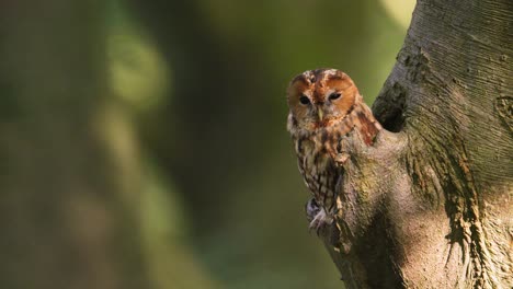 el búho marrón strix aluco se retira de nuevo a su agujero en el árbol, teleobjetivo de enfoque poco profundo