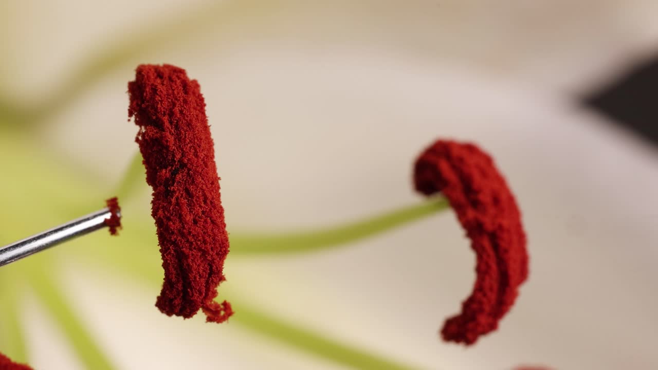 Close-up sequence of a lily anther being pollinated with a needle under controlled lighting