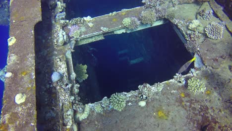 swimming over shipwreck underwater in the red sea