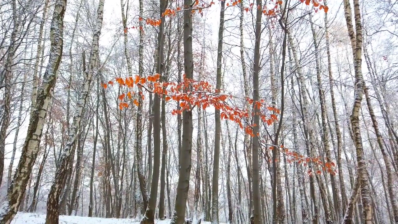 Snowy trees in the winter forest.