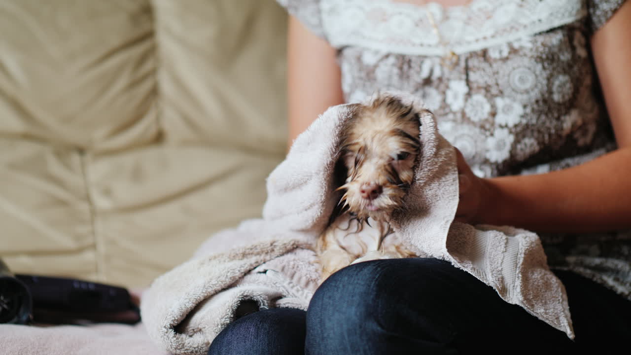 여자 수건 건조 강아지