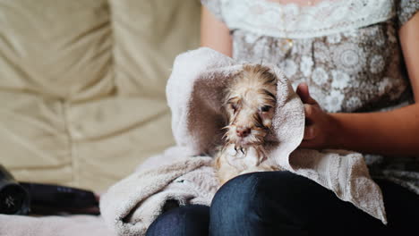 woman towel dries puppy