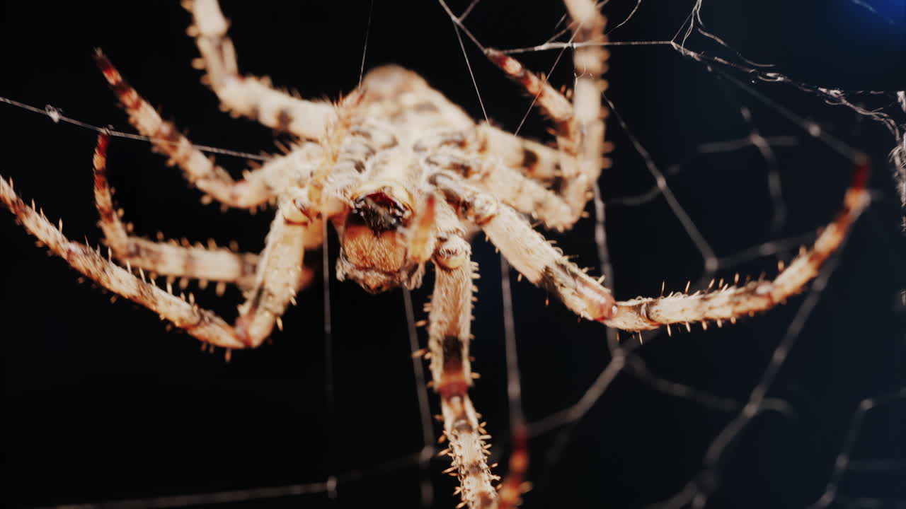 Close up of a spider sitting in its web, showing intricate details of its body and fine silk threads