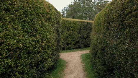 Caminar-Y-Encontrar-La-Salida-Dentro-Del-Laberinto-Del-Jardín-En-Bago-Maze-And-Winery-En-Wauchope,-Nsw,-Australia