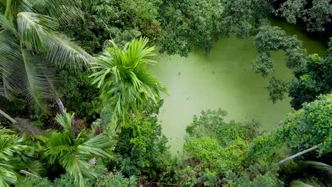vista aérea del bosque verde profundo o la selva en la temporada de lluvias