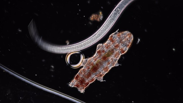 Microscopic View of a Tardigrade and Nematode