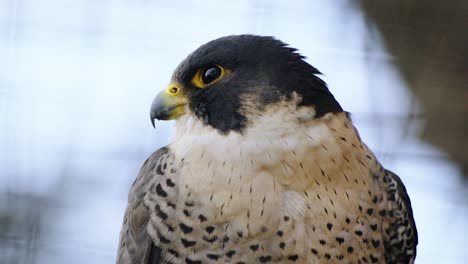 Awesome-closeup-shot-of-a-beautiful-falcon-in-soft-light-with-nice-bokeh