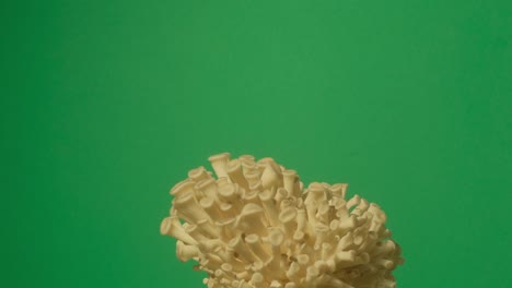 el cultivo de setas de ostras que se elevan desde el suelo en un lapso de tiempo en una pantalla verde.