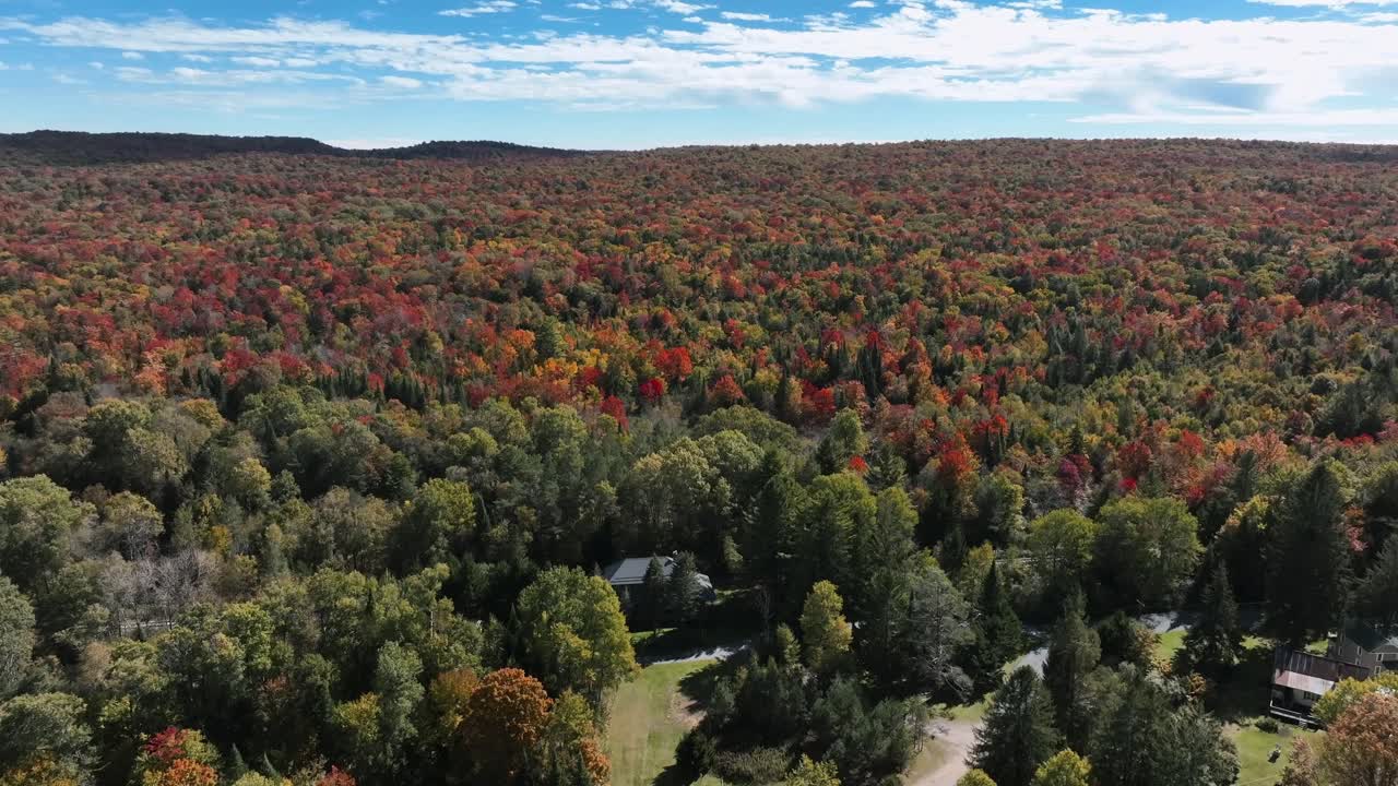 vista aérea del denso bosque con colores de otoño en un día soleado