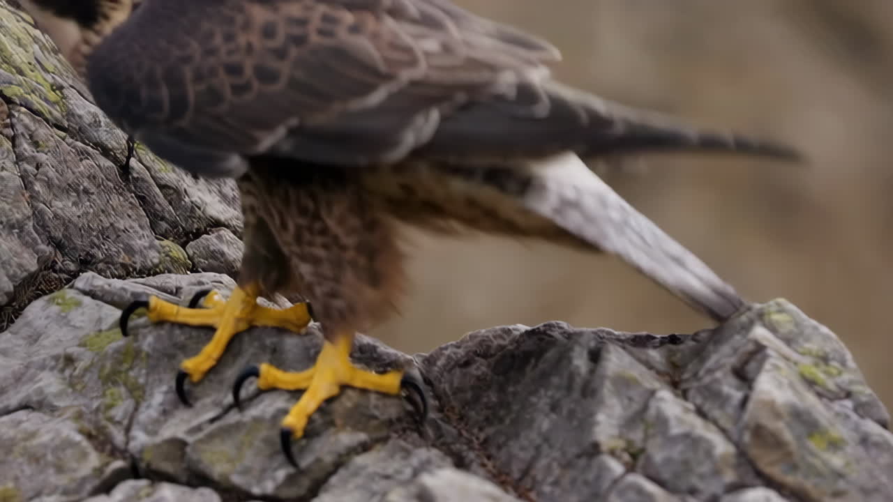 Peregrine Falcon on a Rock