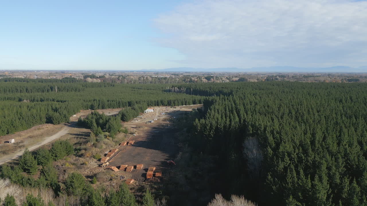 Logging Area Amongst Pine Forest In Canterbury New Zealand Drone Descend
