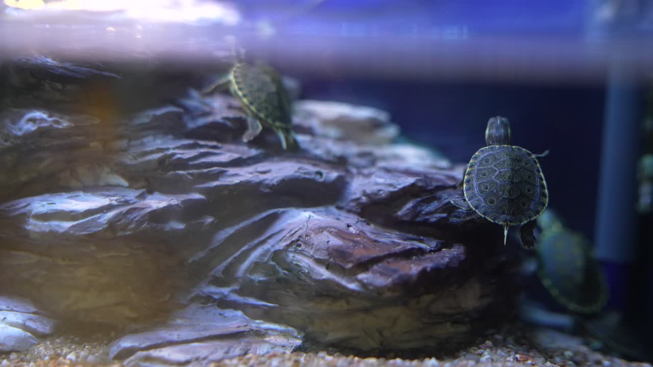 Baby Turtles in Aquarium