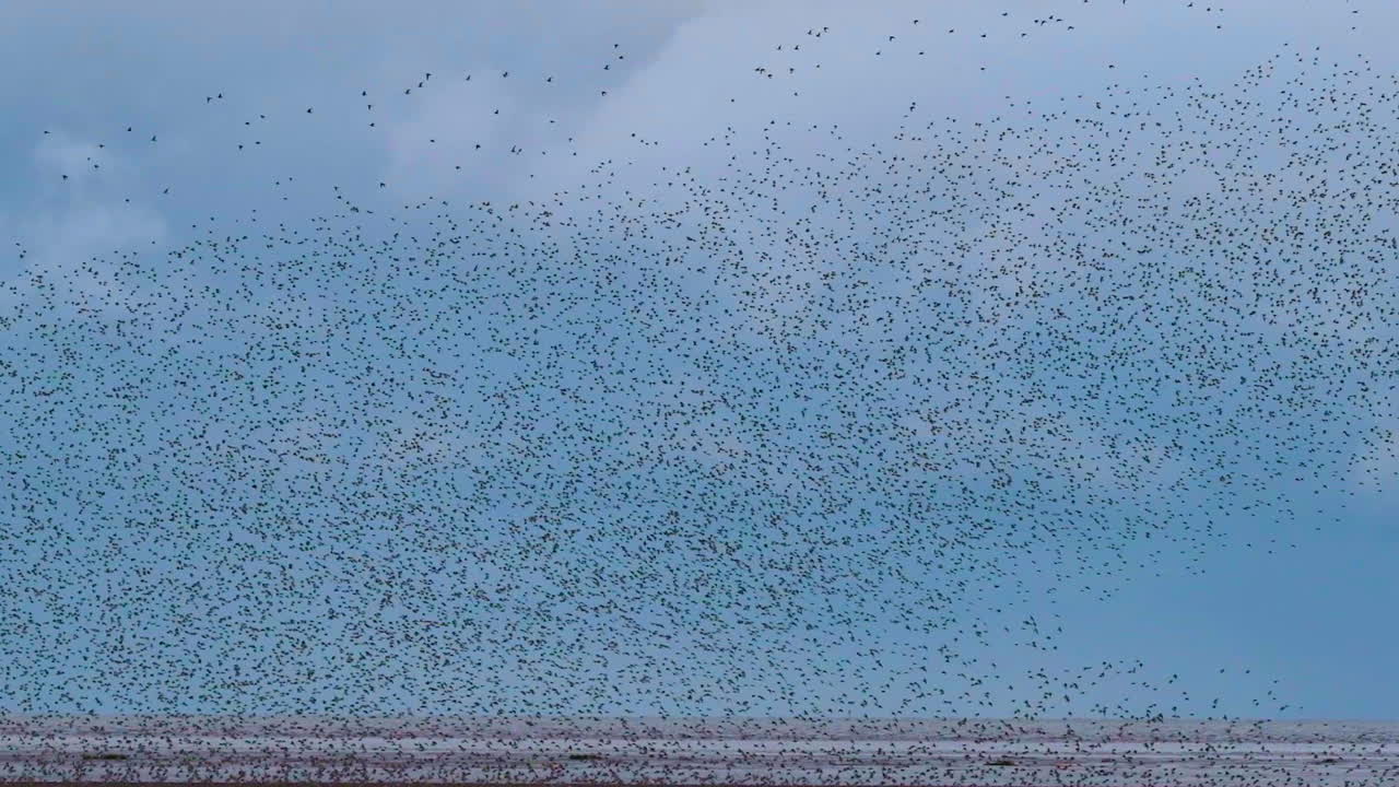 Starling murmuration at Snettisham Nature Reserve, Norfolk UK, Slow motion, 4K, tracking shot