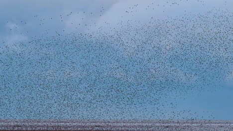 starling murmuration at snettisham nature reserve, norfolk uk, slow motion, 4k, tracking shot
