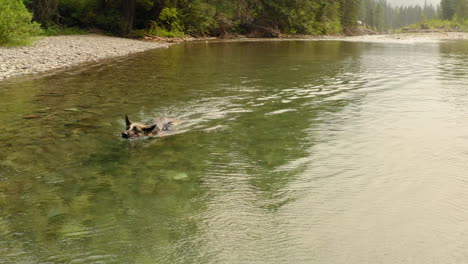 Deutscher-Schäferhund,-Der-In-Einem-Fluss-Im-Gletscher-nationalpark-In-Richtung-Der-Kamera-Schwimmt