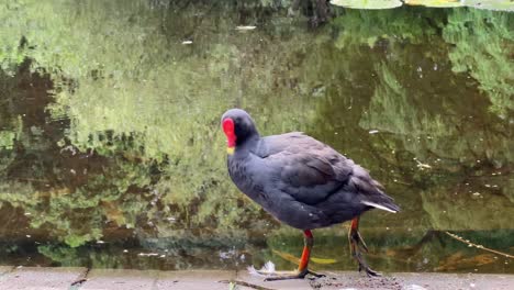gallinula tenebrosa silvestre de plumaje oscuro con plumaje negro de pizarra
