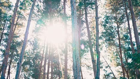 walk through the woods among the tall trees. pov.