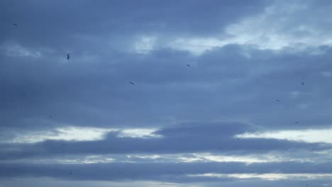 seagull birds flying in the sky at sunset