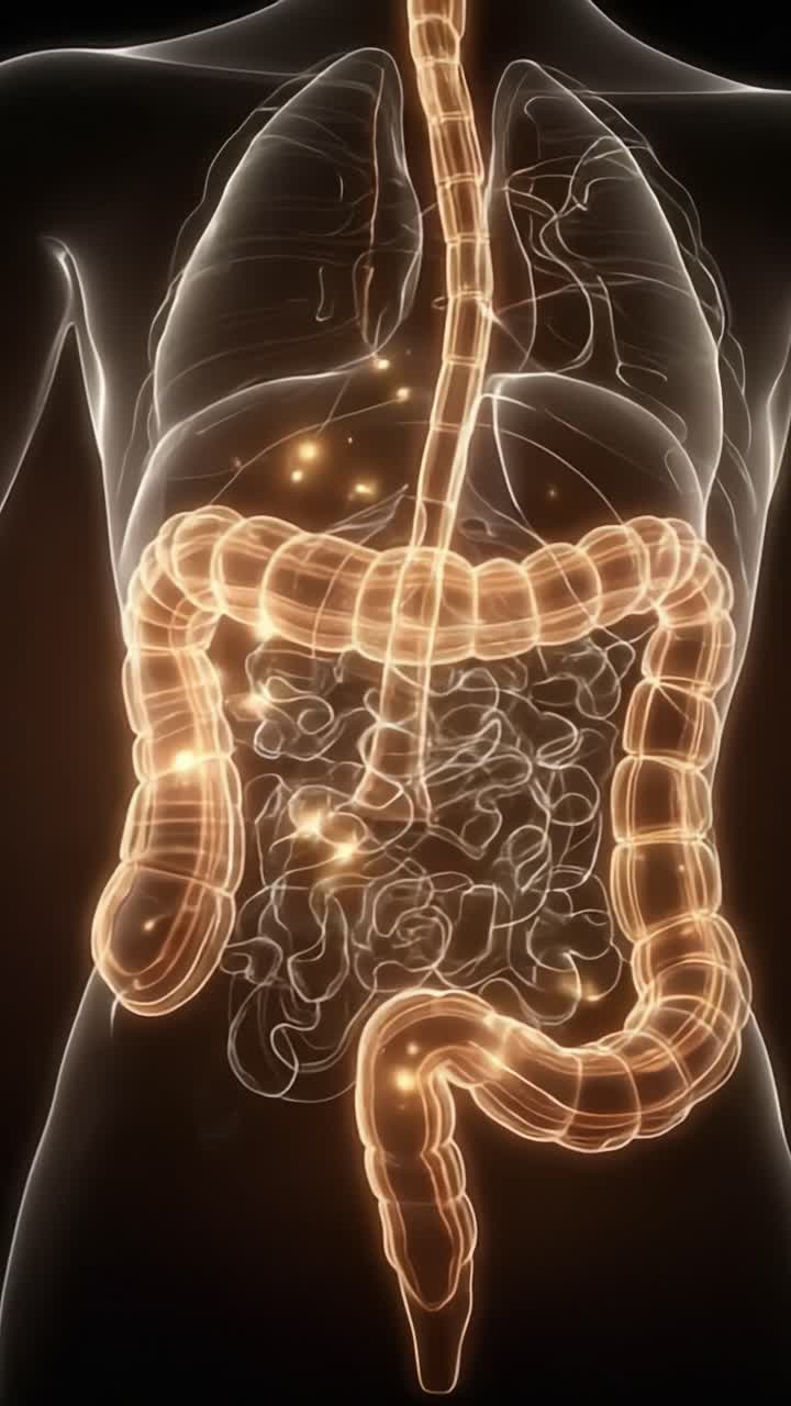 An Intricate Visual Representation of the Human Digestive System, Highlighting the Complexity of the Gastrointestinal Tract and Its Functionality in a Spectacular Light Display