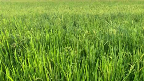 rice growing in a paddy field being blown in the wind in the afternoon