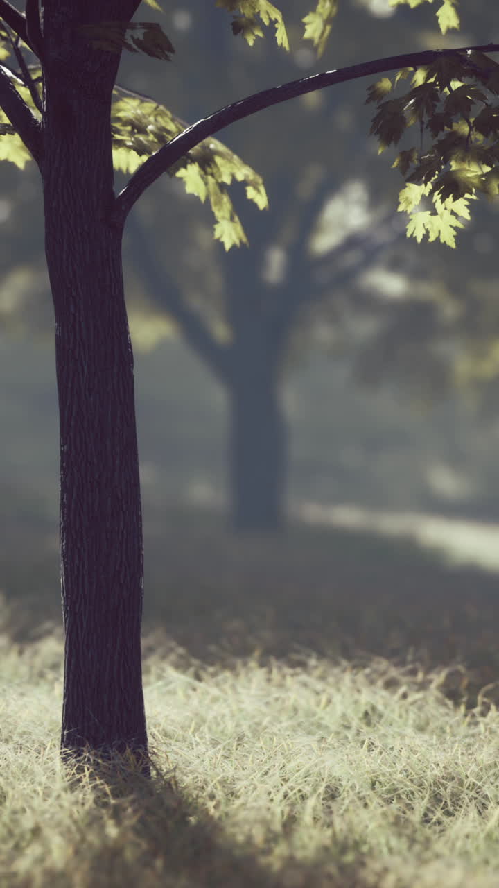 숲 속 의 나무 줄기 의 근처