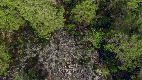 Rotating-rising-aerial-of-green-trees-and-stony-mossy-ground-in-Sweden