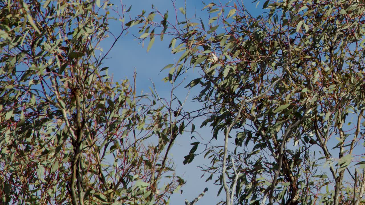 Eucalyptus tree foliage moves in breeze, bright daylight, blue sky background, static wide shot