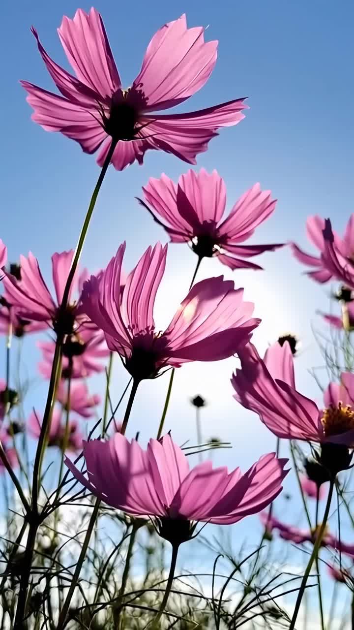 Low-angle video shot of pink flowers against a clear blue sky, capturing nature's beauty