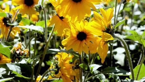 sunflowers swaying in the summer breeze