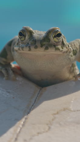 toad on the side of a swimming pool in vertical