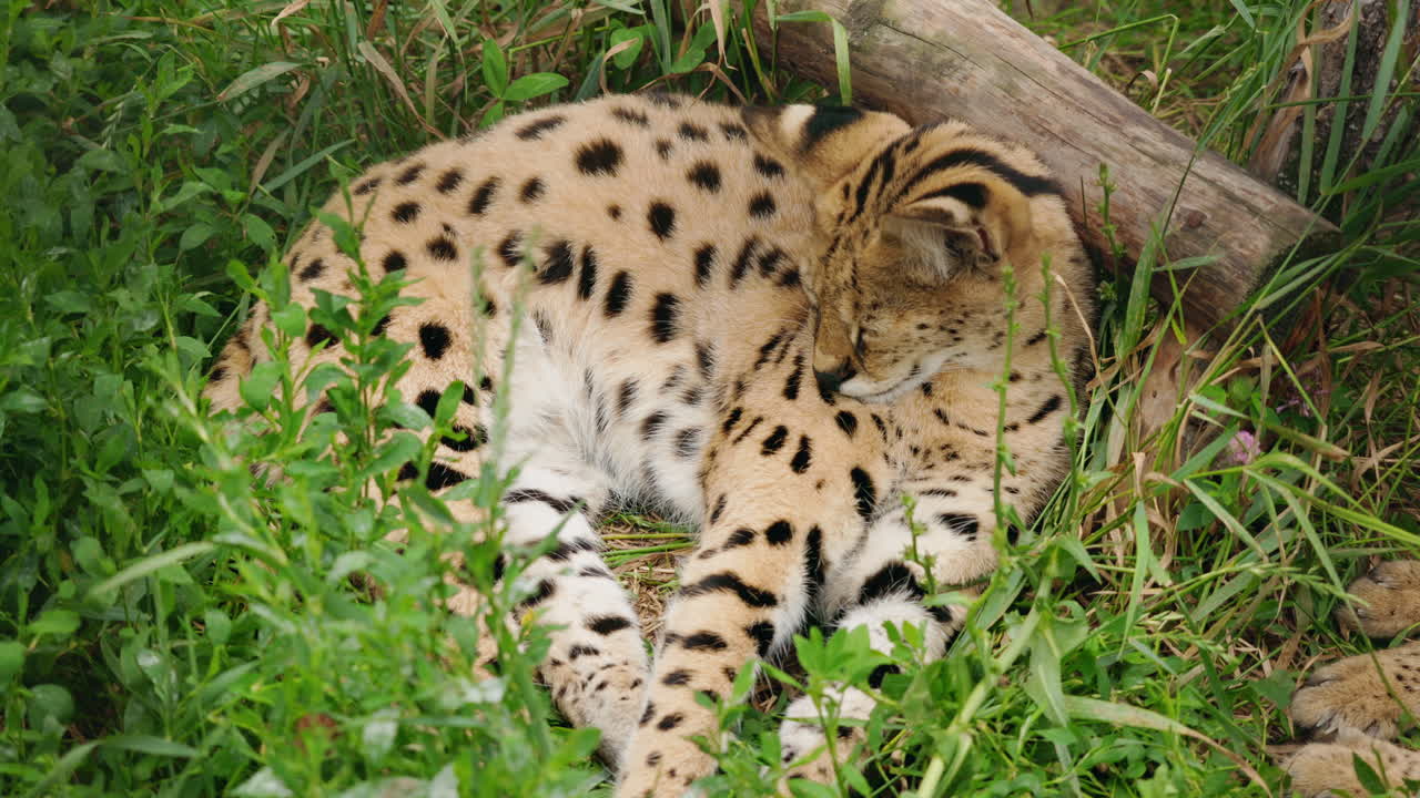 Caracal resting in the grass