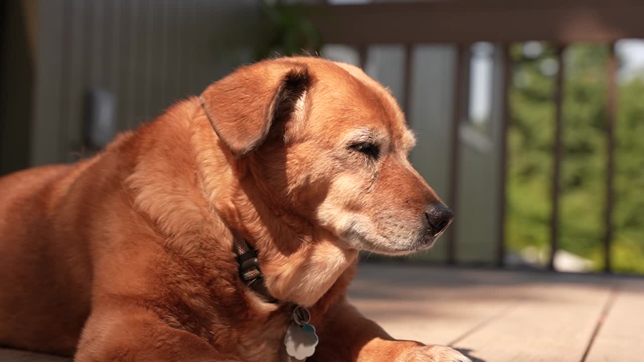 video en cámara lenta de un hermoso perro bronceado girando su cara al sol en un patio de oregon